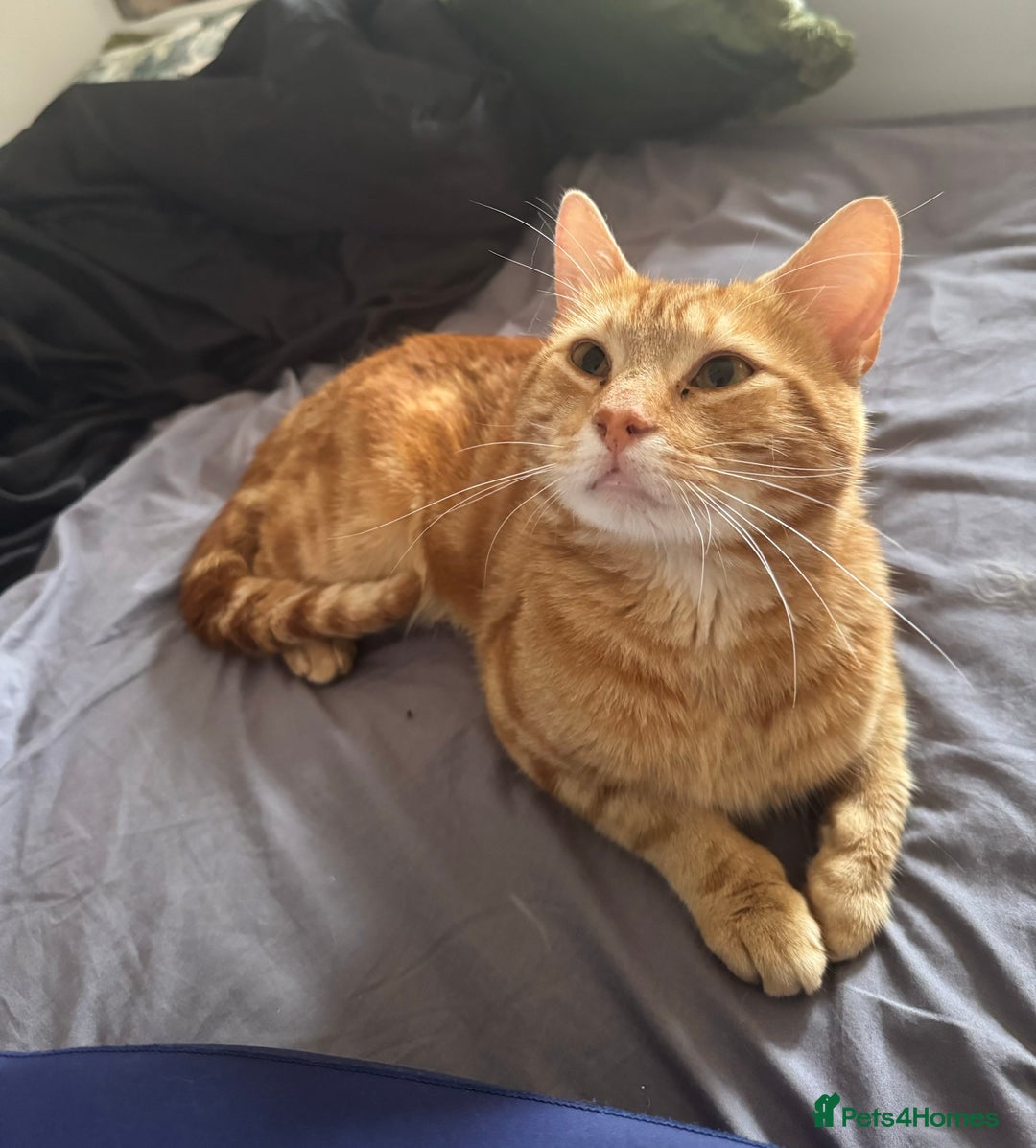 Domestic Shorthair cats for sale: Ginger Boy Lion  - Image 4