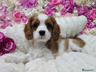 Cavalier King Charles Spaniel dogs KC registered from Health Tested parents - Advert 5
