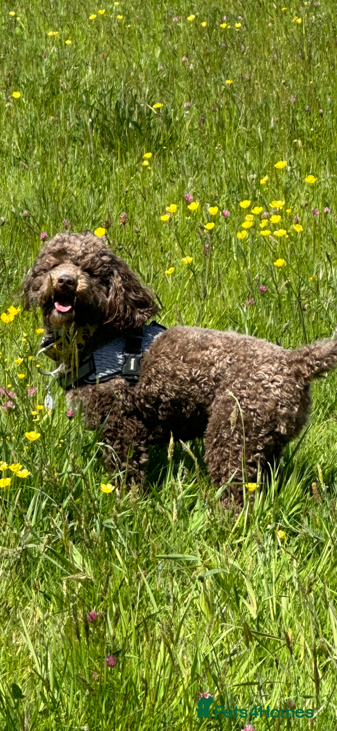 Cockapoo dogs for sale: SMALL COCKAPOO BABYS - Image 21