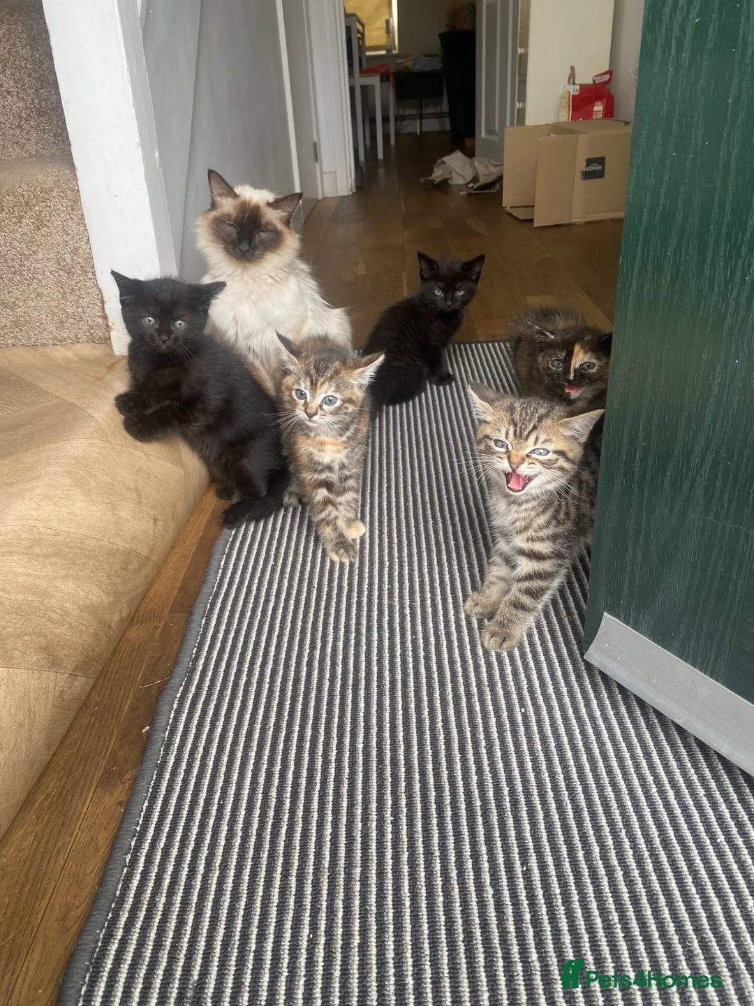 Ragdoll cats for sale: PAIR Half Ragdoll male kittens  in Tamworth - Advert 1