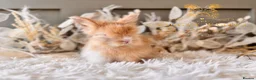 Angora rabbits for sale: BEAUTIFUL LITTER OF ANGORAS - Advert 23