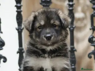 Northern Inuit dogs Health tested parents - Advert 2