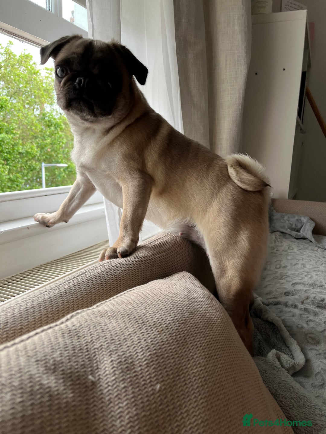 Pug dogs for sale: Casper is ready for his new home  - Image 5