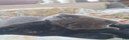 Scottish Fold cats for sale: 2 Scottish Fold girls🩷 - Advert 6