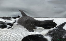 Domestic Shorthair cats for sale: mother cat and 4 kittens all together - Image 7