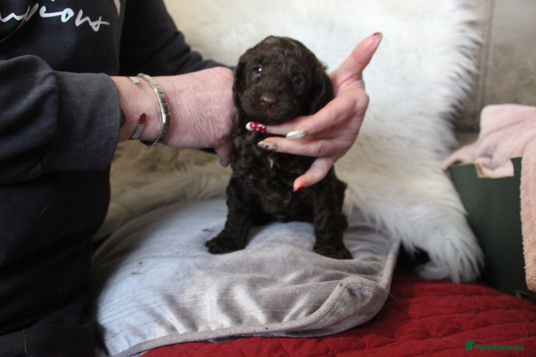 Cockapoo dogs for sale: Cockapoo puppies. - Advert 13