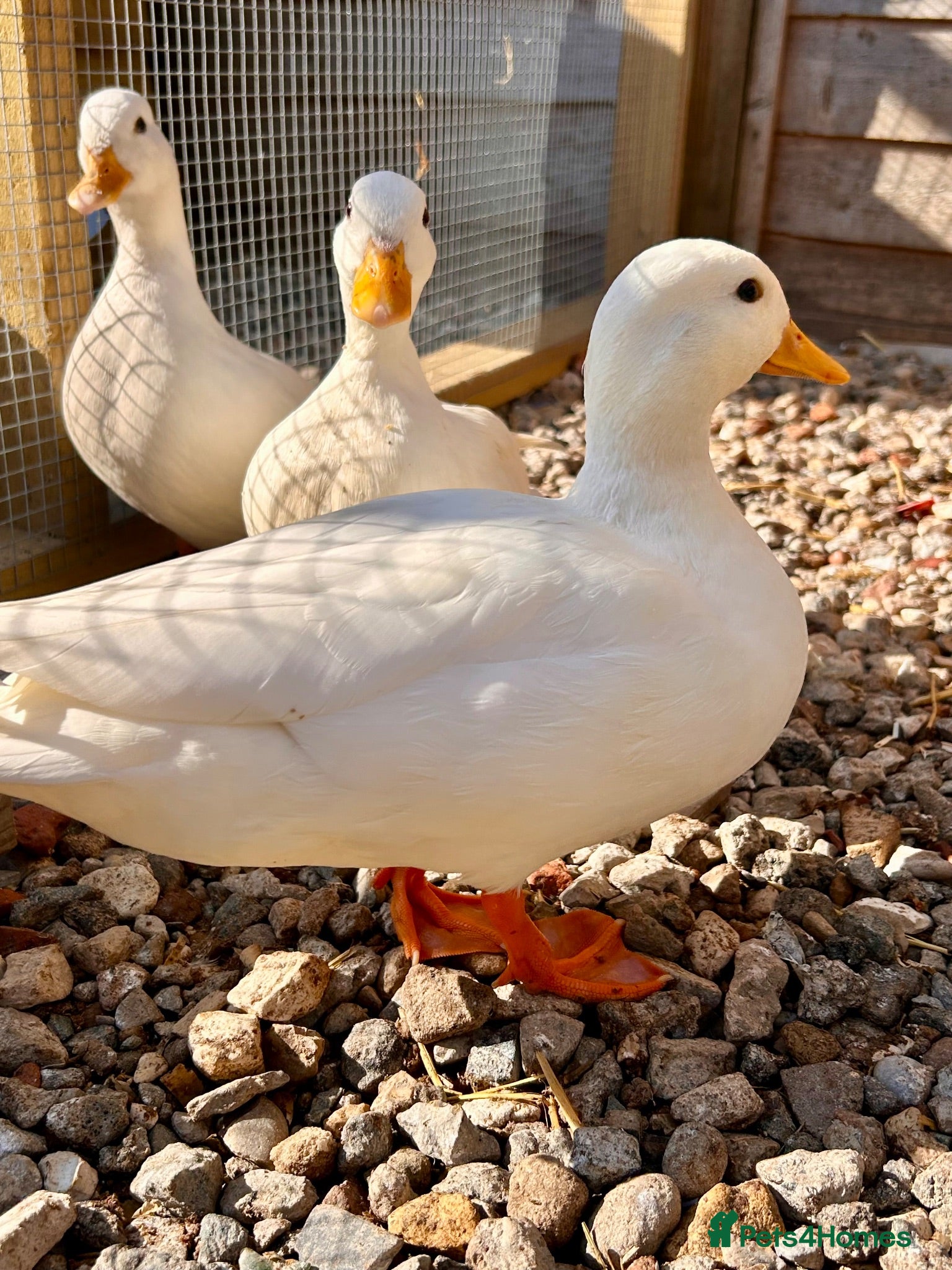 Ducks poultry White call ducks - Advert 1