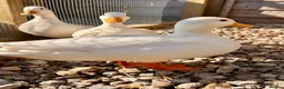 Ducks poultry for sale: White call ducks - Advert 1