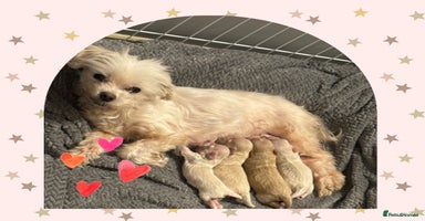 Maltipoo dogs - Advert 4