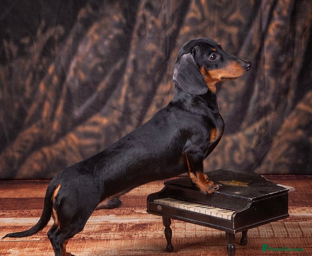 Miniature Dachshund dogs for stud: Black & Tan - Carrying Chocolate (3.8kg) in Dalry - Image 8