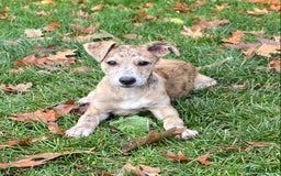 Mixed Breed dogs for sale: Deerhound greyhound collie puppies  - Image 8