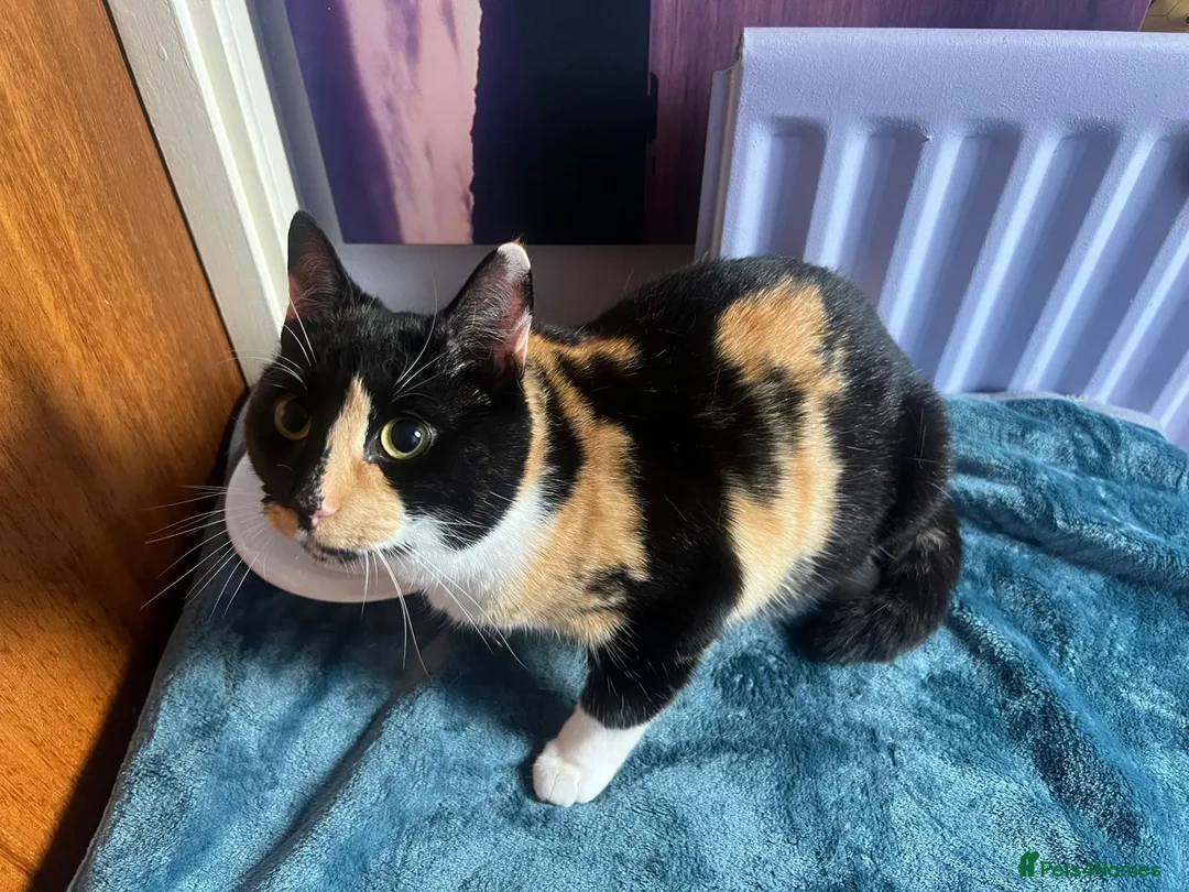 Mixed Breed cats for adoption: Sid - gorgeous 4 month old boy - Advert 2