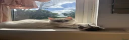 Ragdoll cats for sale: 4 Ragdoll Tabby Kittens in London - Advert 19