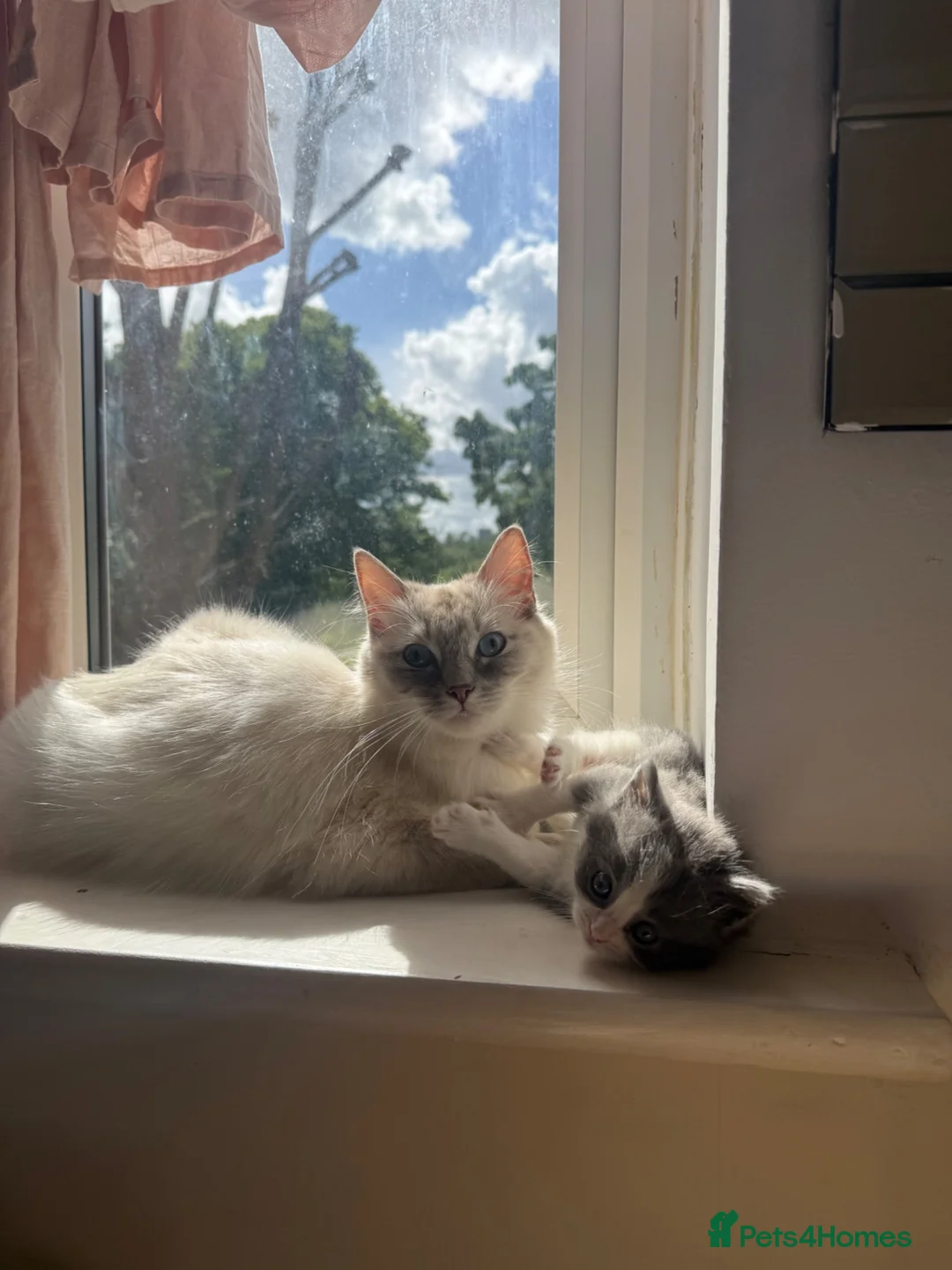 Ragdoll cats for sale: 4 Ragdoll Tabby Kittens in London - Advert 19