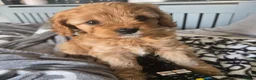 Cavapoo dogs for sale: Teddy bear F1 cavapoo  - Advert 31