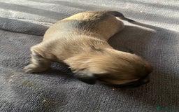 Shih Tzu dogs for sale: Puppy for sale  - Image 17