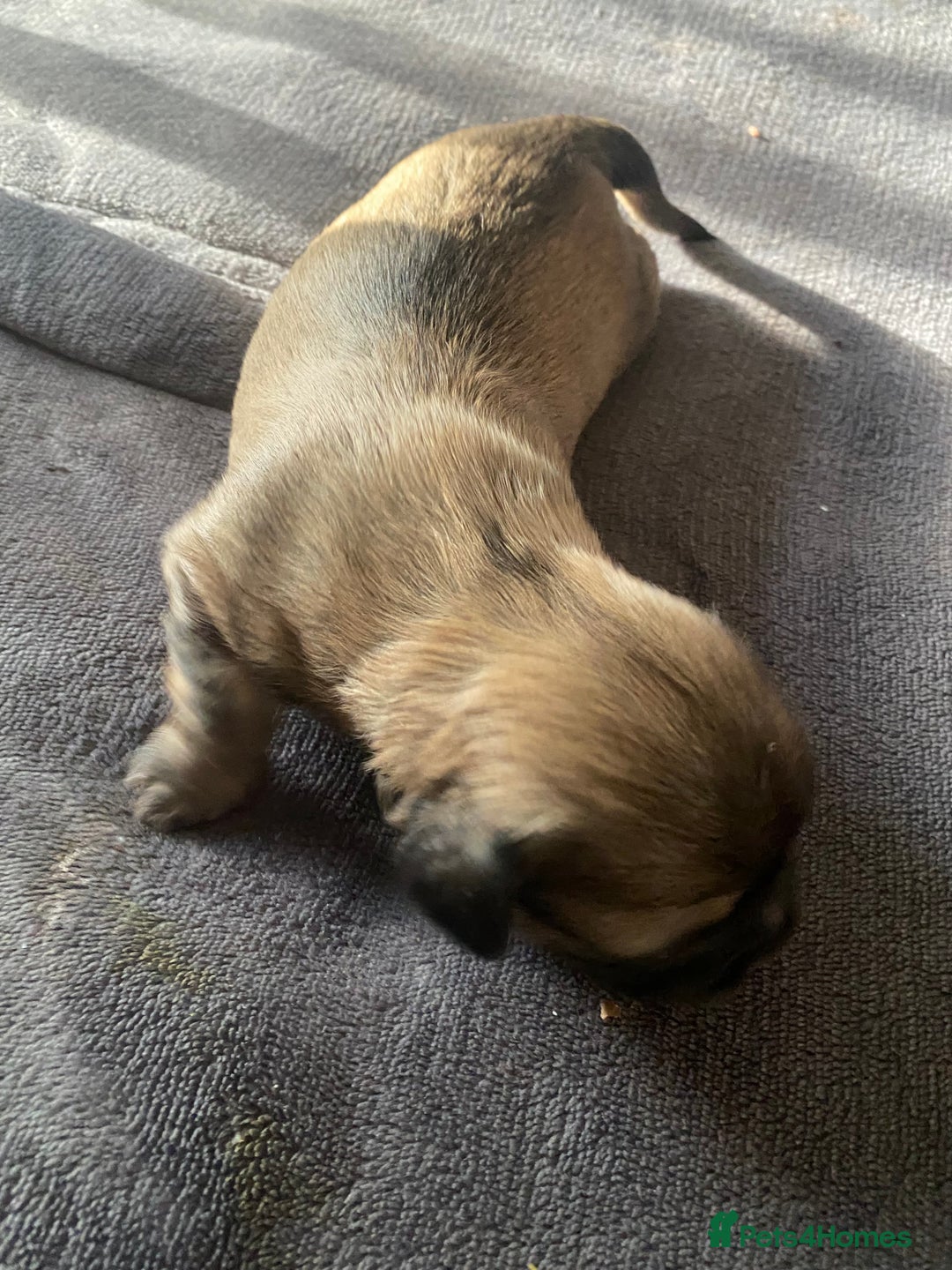 Shih Tzu dogs for sale: Puppy for sale  - Image 17