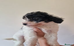 Maltipoo dogs for sale: Maltipoo's rare sable parti colours x4 - Image 7