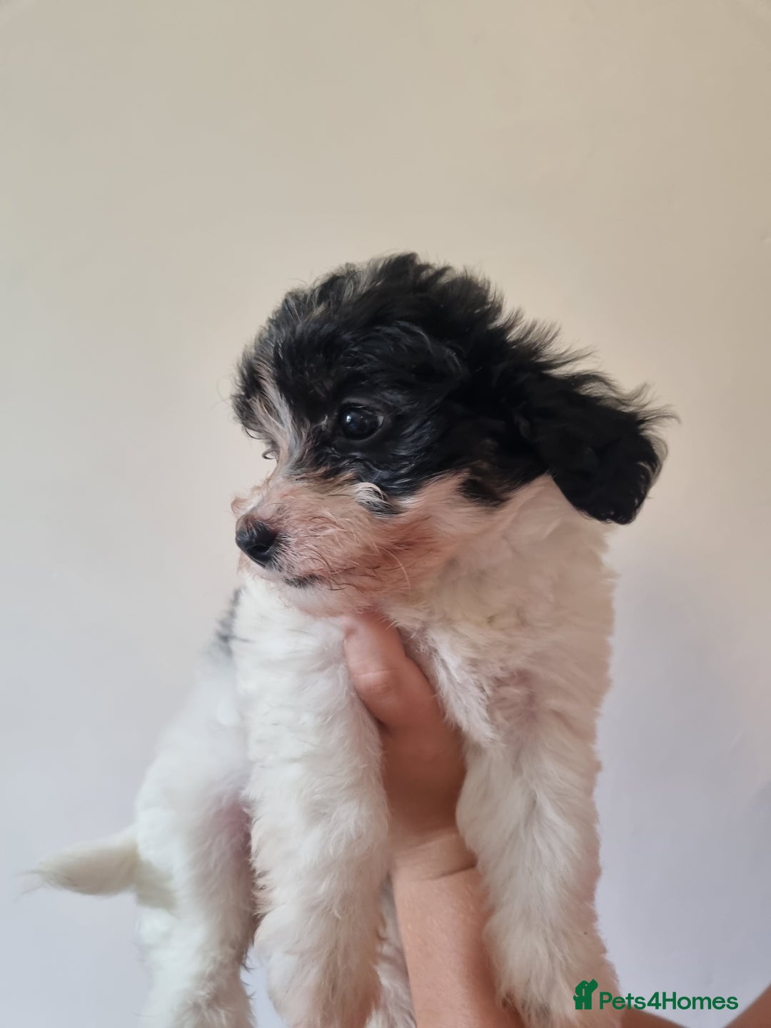 Maltipoo dogs for sale: Maltipoo's rare sable parti colours x4 - Image 7