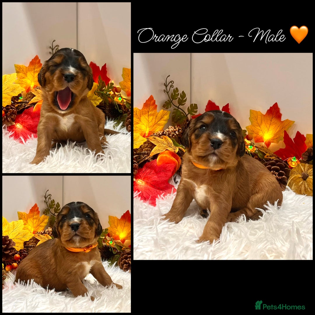 Cockapoo dogs for sale: 🌟Rare Red Sable F1B Mini Cockapoo’s🌟 DNA CLEAR ✅ - Image 10