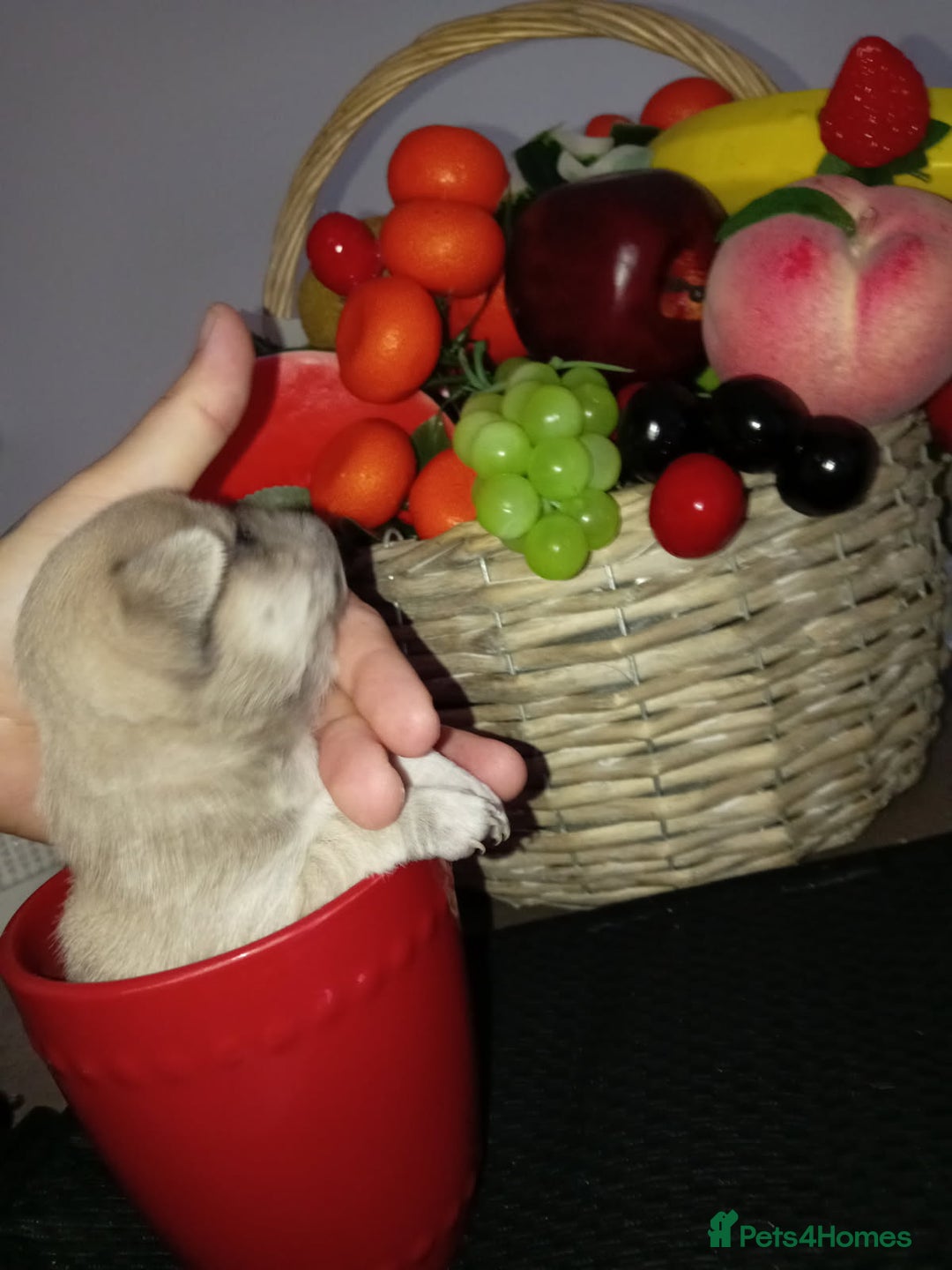 Chihuahua dogs for sale: PEDIGREE CHIHUAHUAS  - Advert 7