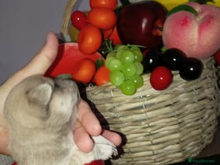 Chihuahua dogs PEDIGREE CHIHUAHUAS - Advert 3