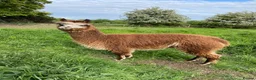 Alpaca livestock for sale: Alpaca herd   in Doncaster - Advert 3