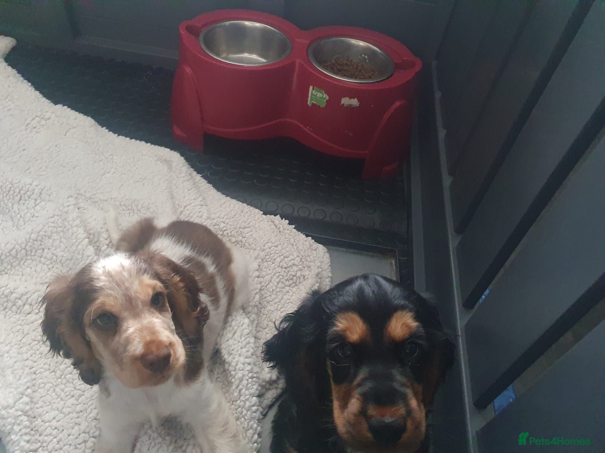 Cocker Spaniel dogs Gorgeous KC Health Tested Show Pups - Advert 2
