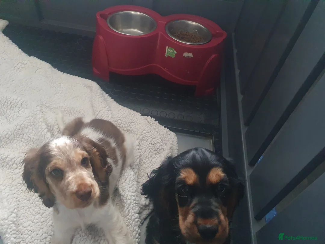 Cocker Spaniel dogs for sale: Gorgeous KC Health Tested Show Pups - Advert 2