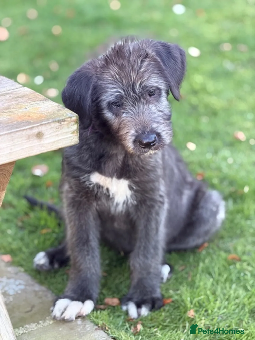 Irish Wolfhound dogs for sale: STUNNING FEMALE IWH PUPPIES FOR SALE - Advert 9