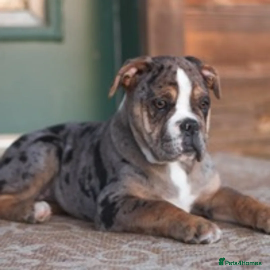 Alapaha Blue Blood Bulldog dogs for stud: NECKS ALAPAHA UK LINGRENS XANTHOS TRI( at/at )  in Wallasey - Advert 4