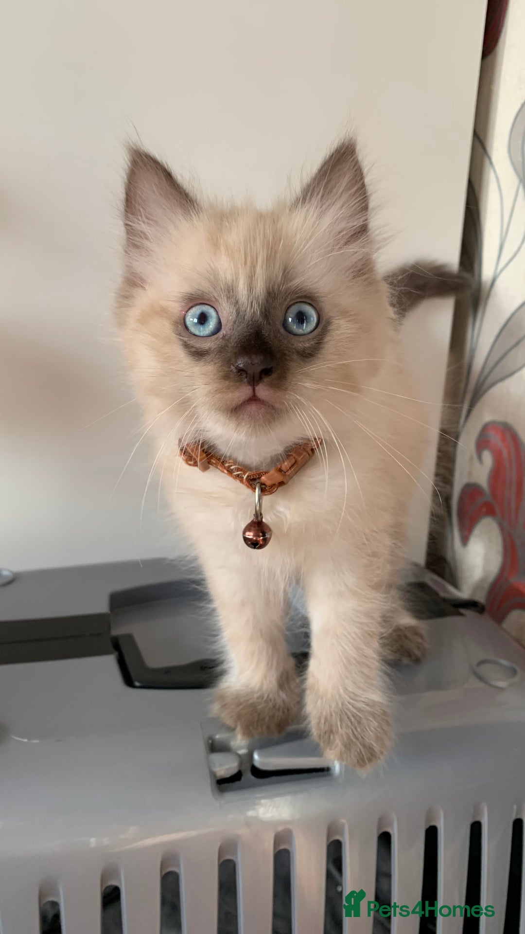 Mixed Breed cats for sale: White Gray and Ragdoll Kittens - Image 35