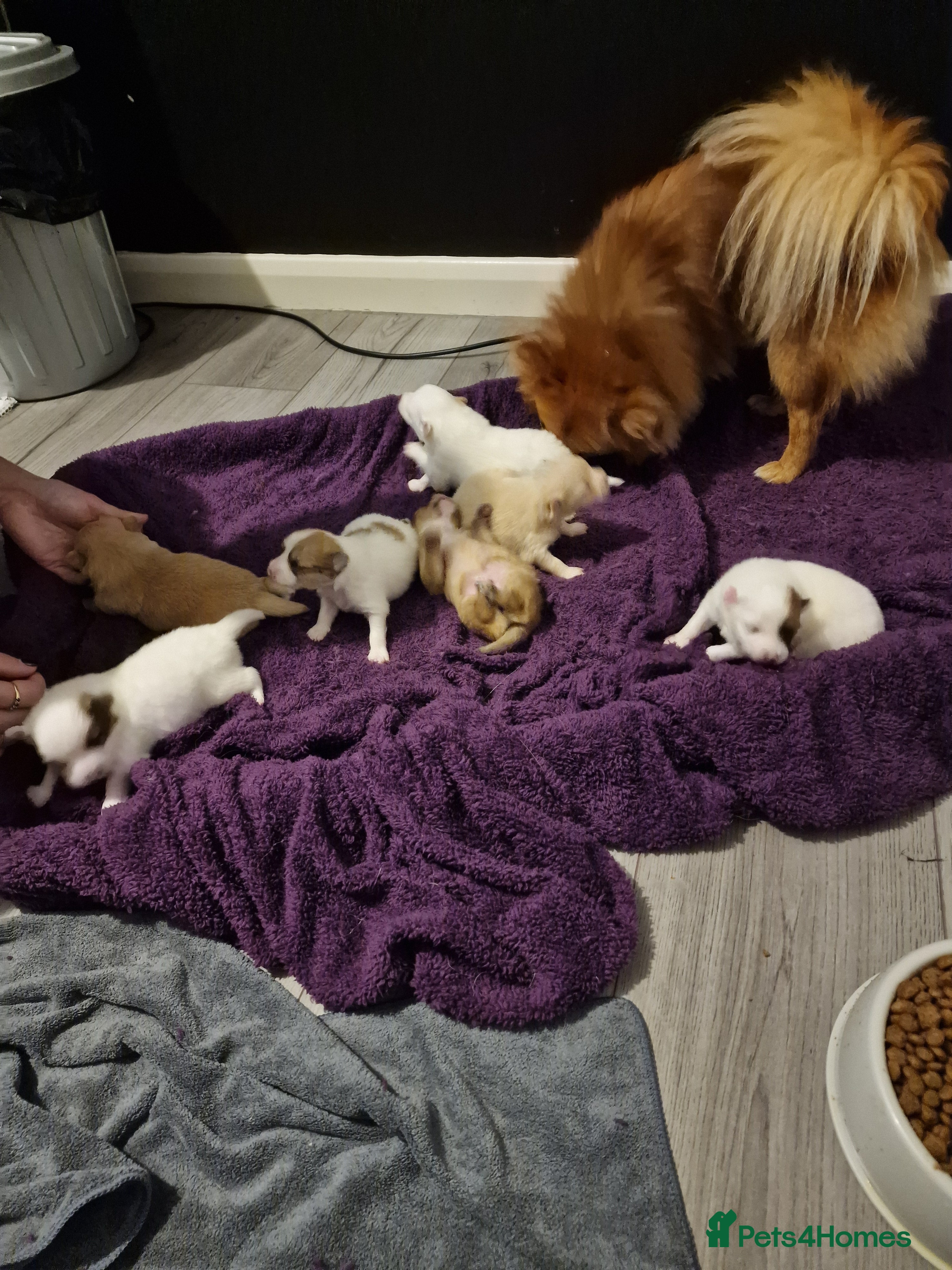 Pomeranian dogs Beautiful pom puppies - Advert 13