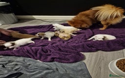 Pomeranian dogs for sale: Beautiful pom puppies - Image 1