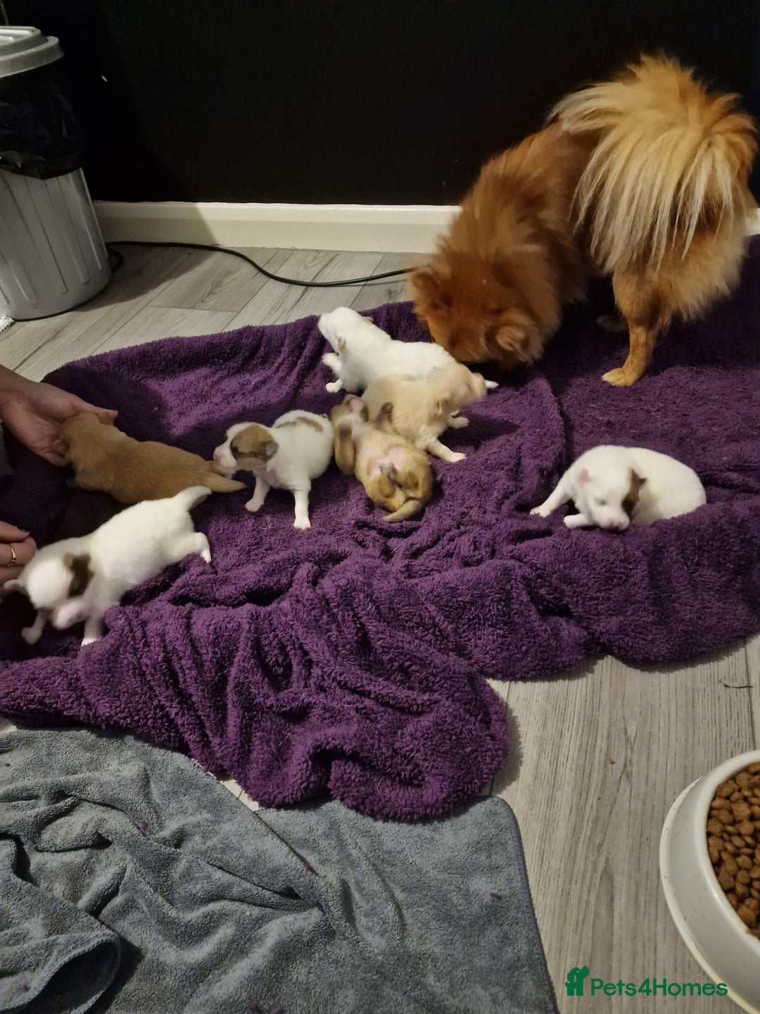 Pomeranian dogs for sale: Beautiful pom puppies - Image 1