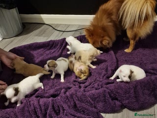 Pomeranian dogs - Advert 9