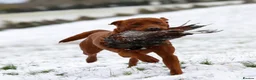 Labrador Retriever dogs for sale: KC registered Fox Red Labrador puppies. - Advert 10