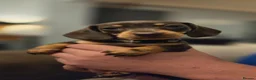 Miniature Dachshund dogs for sale: 2 Gorgeous Miniature dachshund females  - Advert 18