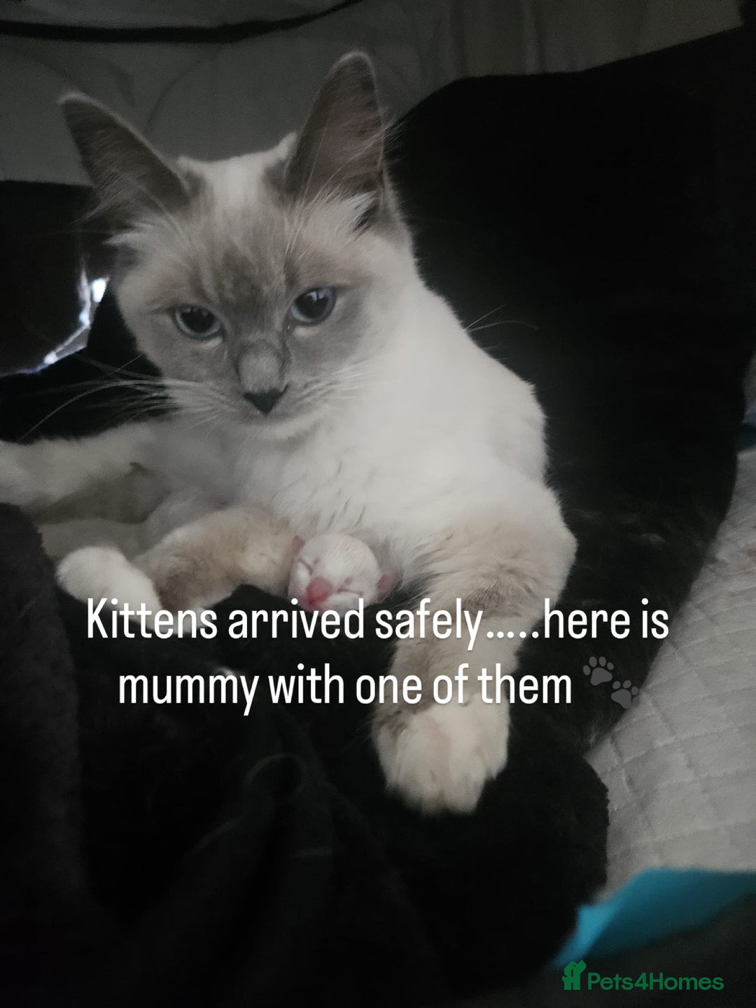 Ragdoll cats for sale: Ragdoll Kittens Rare colourings - Advert 1