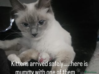 Ragdoll cats Ragdoll Kittens Rare colourings - Advert 1