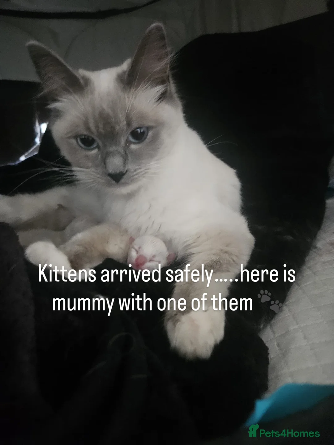 Ragdoll cats for sale: Fully vaccinated, vet checked V cuddly Ragdoll boy - Advert 12