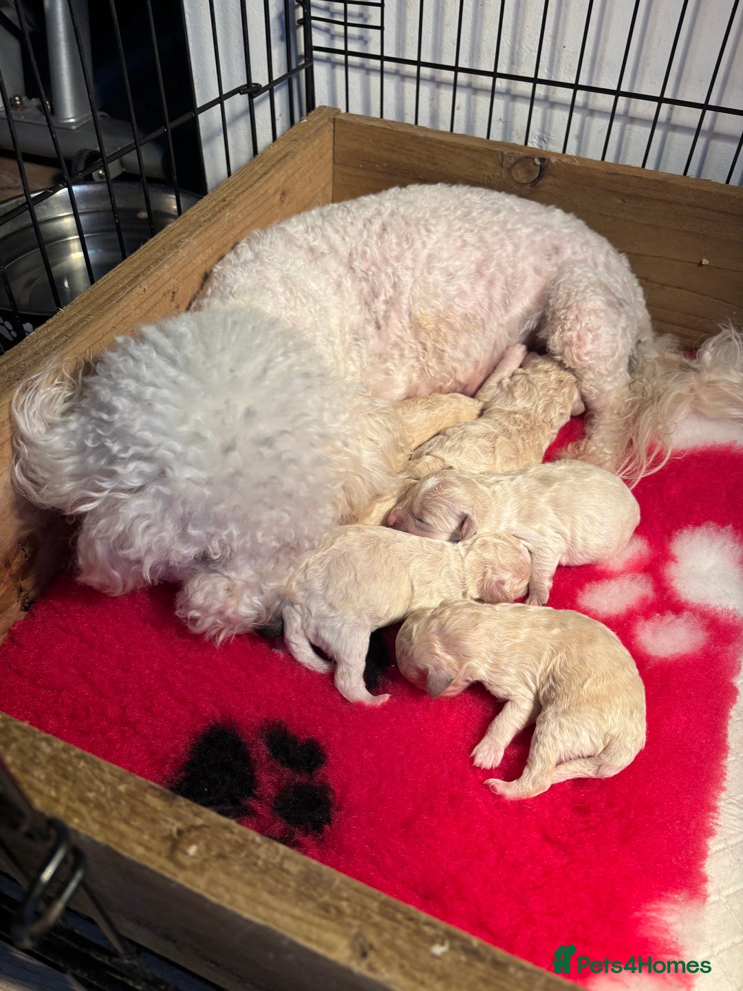 Poochon dogs for sale: Beautiful fluffy puppies  - Advert 16