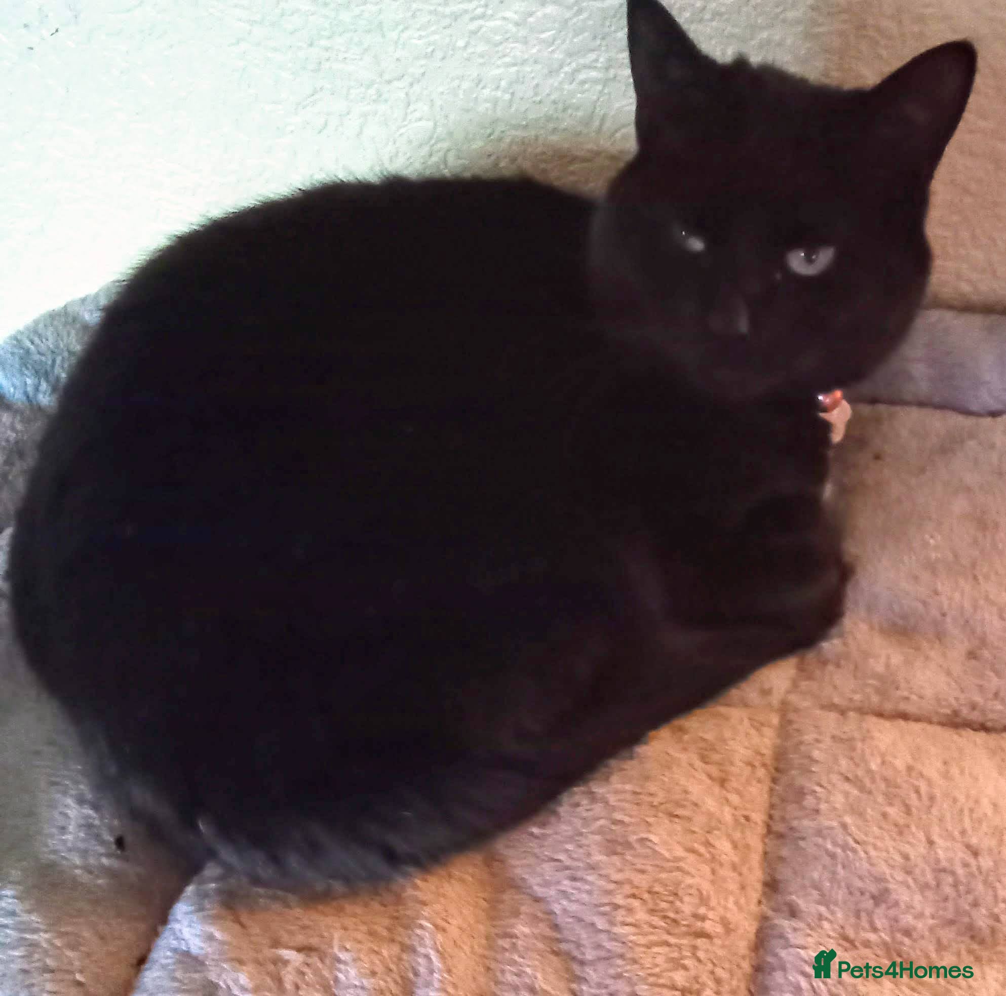 Mixed Breed cats Merlin needs a new forever home - Advert 1