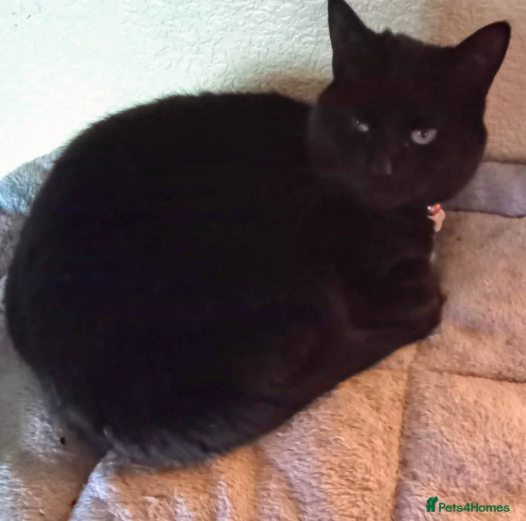 Mixed Breed cats for sale: Merlin needs a new forever home in Macclesfield - Advert 1