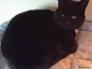 Mixed Breed cats Merlin needs a new forever home - Advert 1