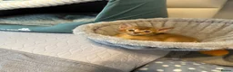 Abyssinian cats for sale: Abyssinian kittens 🌟😻🌟 - Advert 21