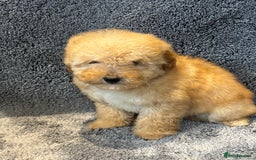 Toy Poodle dogs for sale: 2 beautiful toy poodle girls READY SOON  - Advert 14