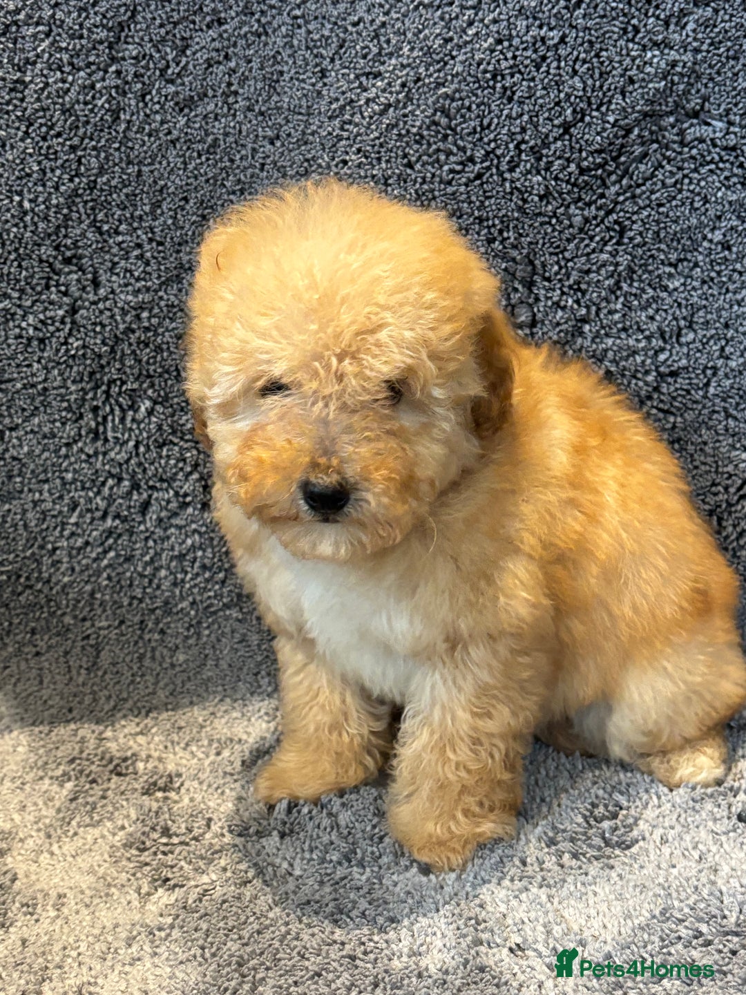 Toy Poodle dogs for sale: 2 beautiful toy poodle girls READY SOON  - Advert 14