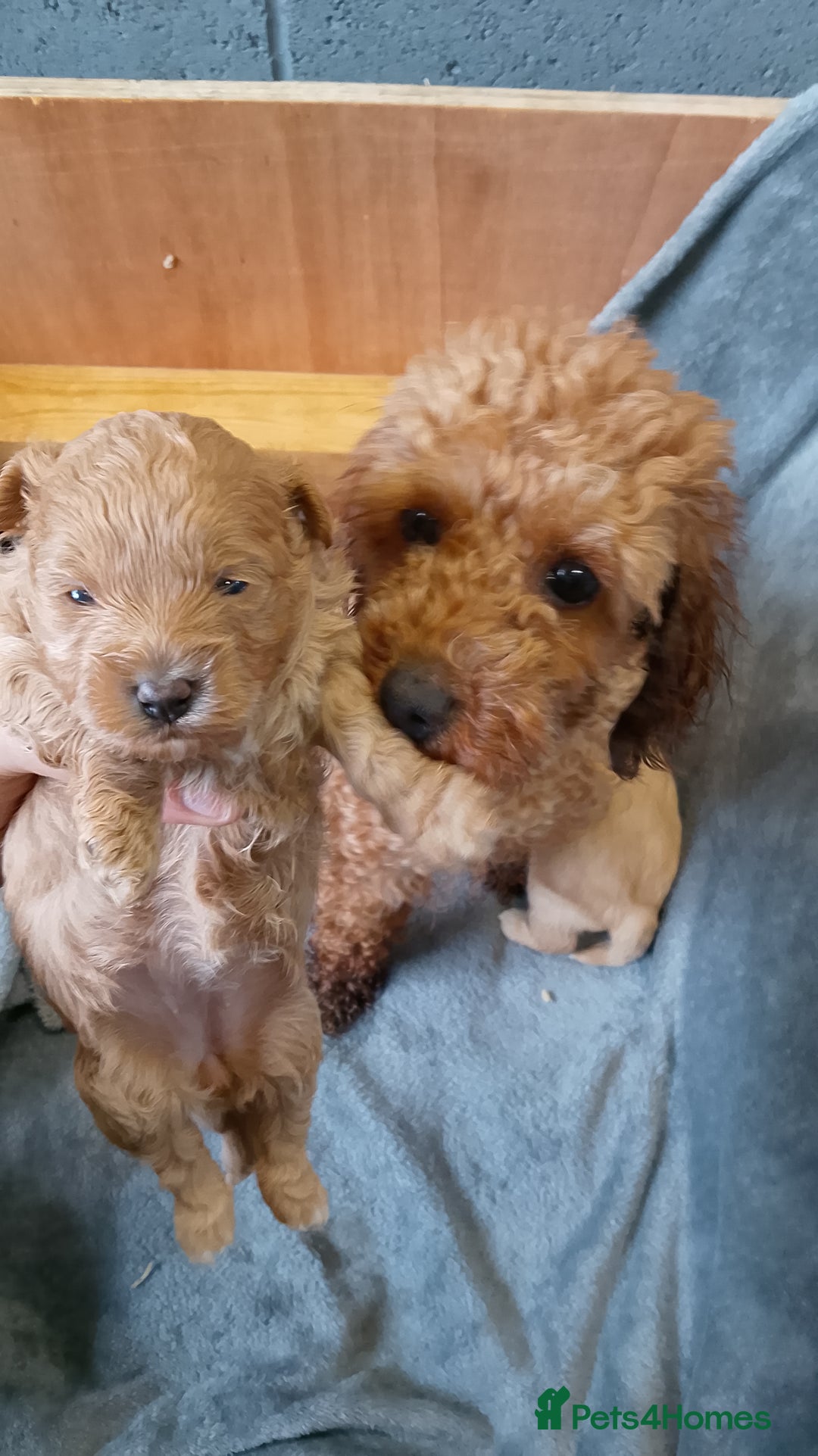 Maltipoo dogs for sale: F1 health tested toy (Asian) maltipoos🩷🩷 - Image 18