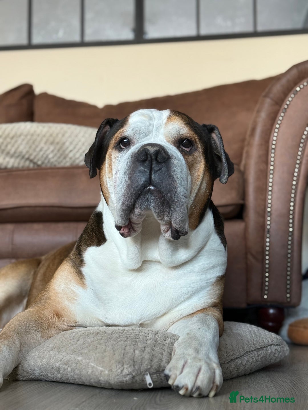 American Bulldog dogs for sale: american bulldog  - Image 2